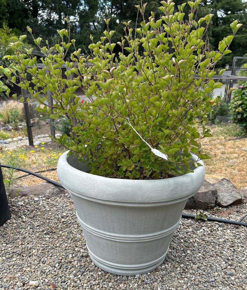 Plant In Light Colored Plastic Pot (1 of 2)