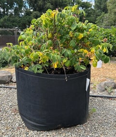 Pink Rosebush, And 25 Gallon Geo Pot