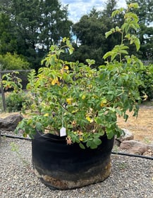 Rosebush And 25 Gallon Geo Pot