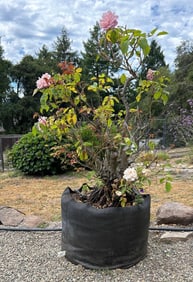 Tall Pink Rosebush In Cloth Pot