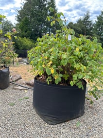 Rosebush And 30 Gallon Geo Pot