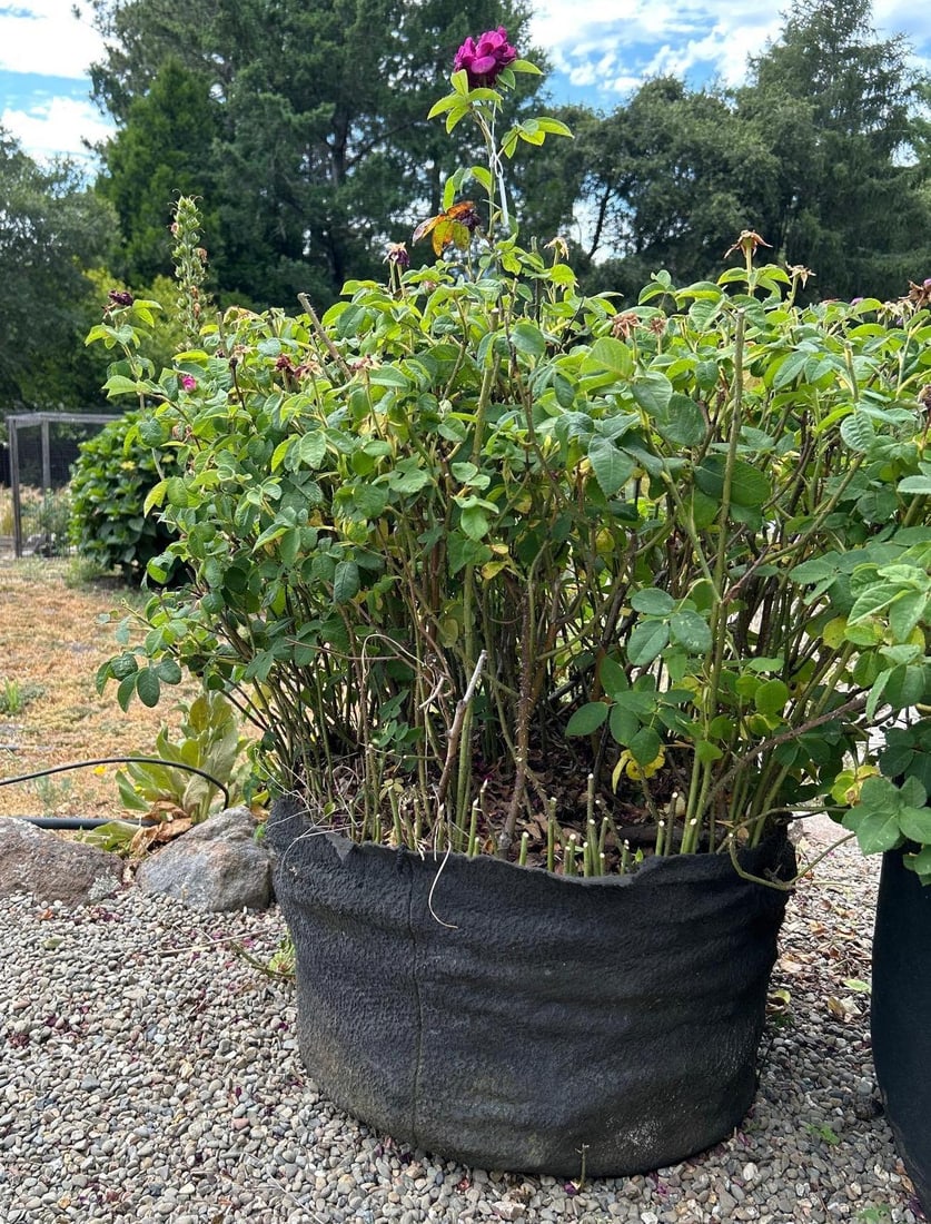 Purple Garden Rose: Purple Garden Rose in fabric pot. Roots may have grown into the ground, be prepared to cut off at the bottom. Pick-Up will be Thursday Aug 8th & Saturday Aug 10th from 11:00-4:00. Shipped items must h