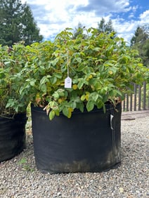 Rosebush And 30 Gallon Geo Pot