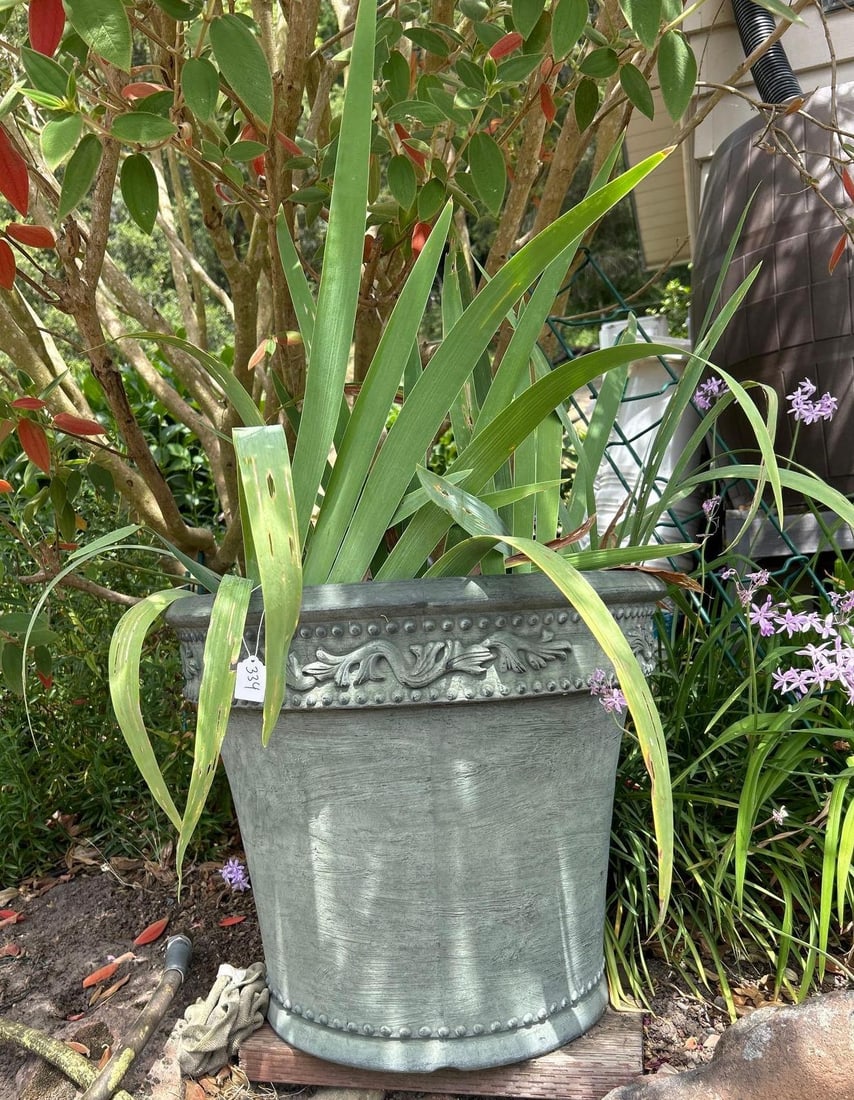 Lilies In Large Plastic Garden Pot (1 of 2)