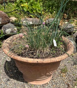 Terra Cotta Pot With Chives
