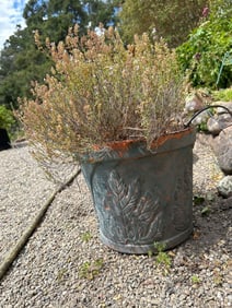Terra Cotta Pot With Plant