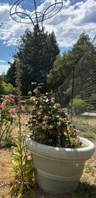 Clemantis Vine With Trellis & Large Plastic Garden Pot