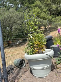 Climbing Vine With Pot & Trellis