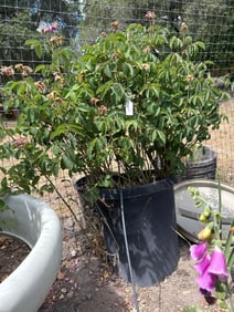 Purple Potted Rosebush