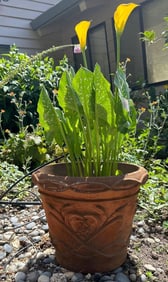 Yellow Calla Lilies In Composite Garden Pot