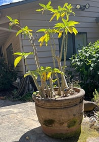 Large Potted Angel Trumpet Plant