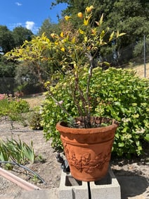 Large Terra-Cotta Style Planter With Tree
