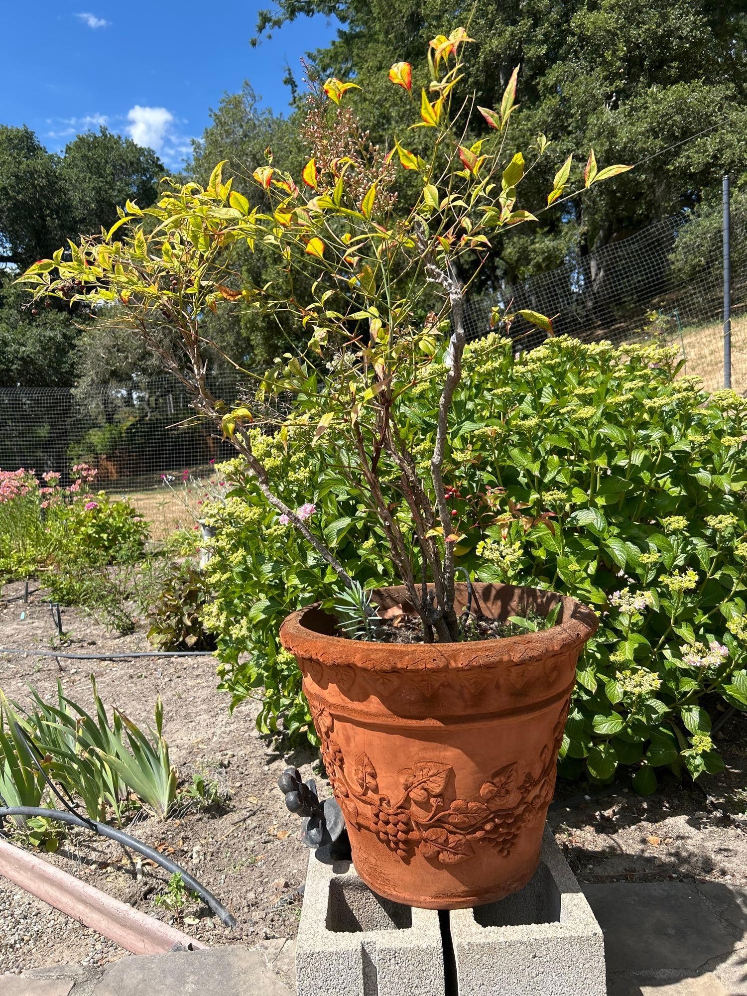Large Terra-Cotta Style Planter With Tree (1 of 2)