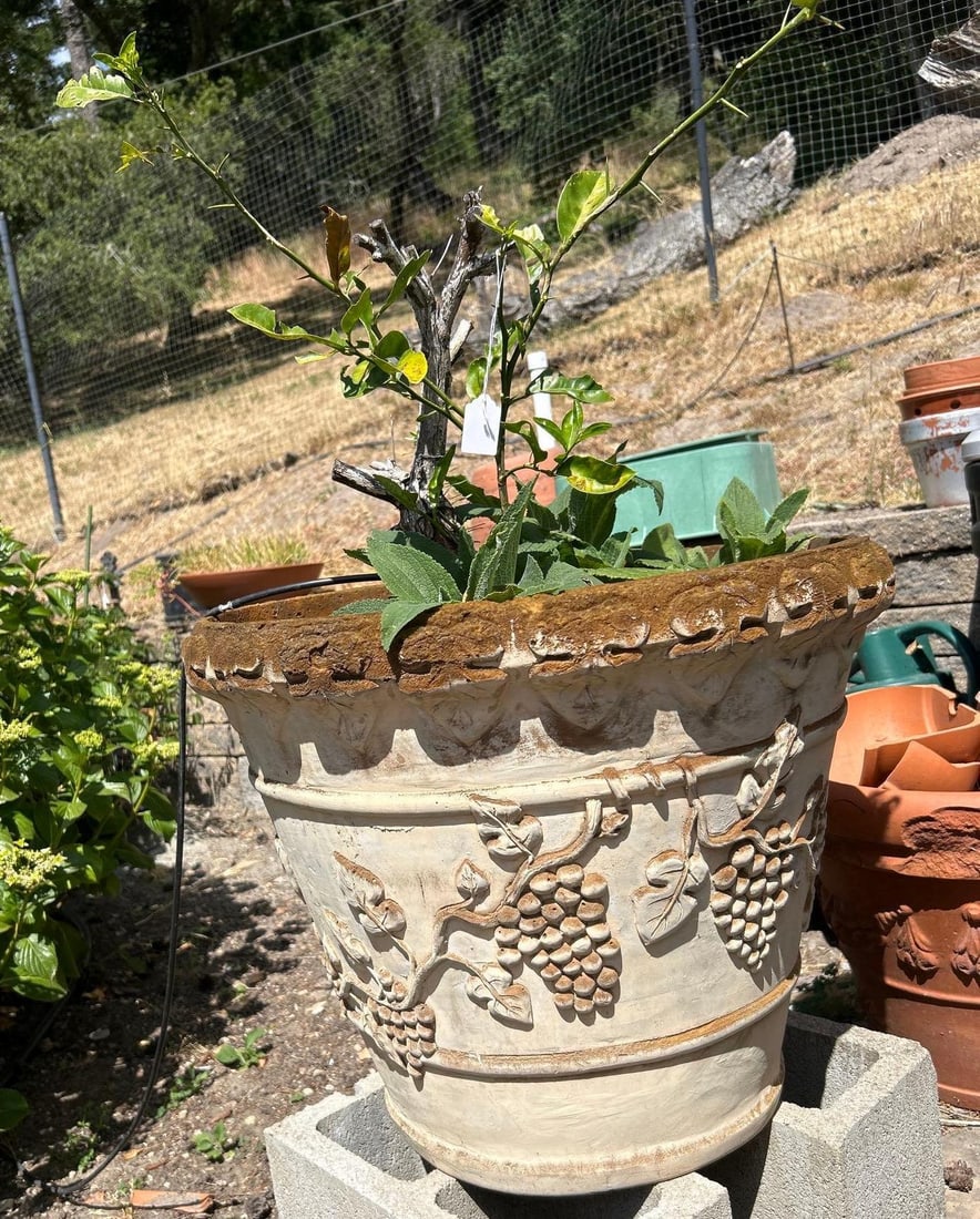 Large Composite Pot With Lemon Tree And Foxglove Plants: Large Composite pot with lemon tree and foxglove plants Pick-Up will be Thursday Aug 8th & Saturday Aug 10th from 11:00-4:00. Shipped items must have shipping arranged by Saturday, Aug 10th. Items not