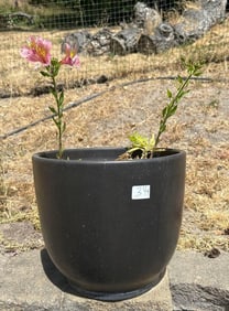 Ceramic Pot With Alstromeria