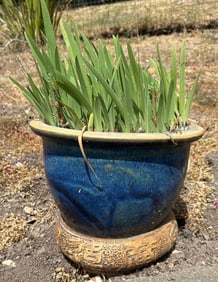 Blue Glazed Garden Pot And Plant