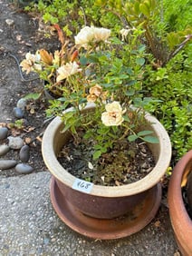 Potted Rose Plant