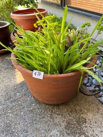 Terra Cotta Pot With Plants