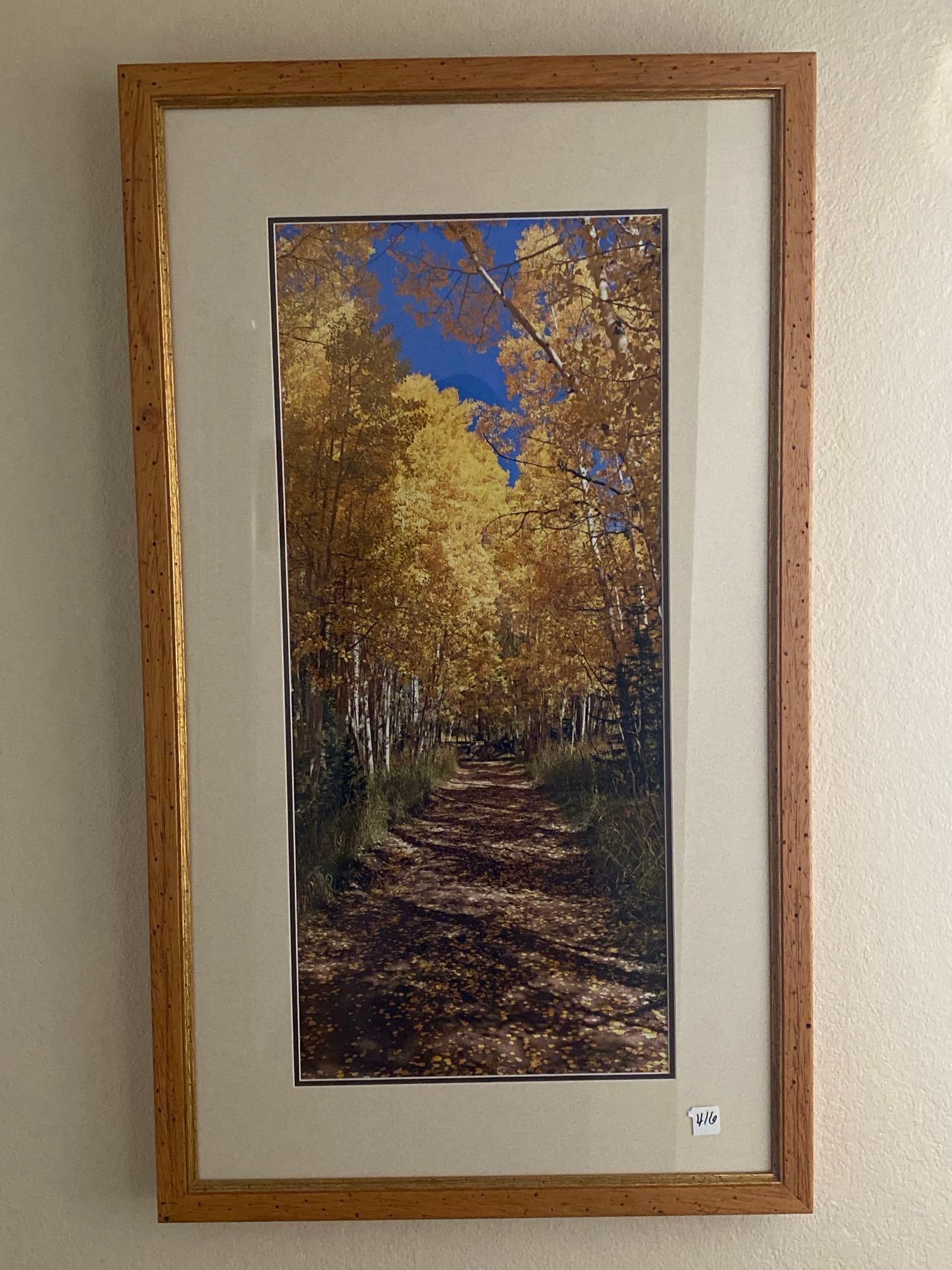 Framed Photograph, Birch Trees In Autumn: Framed photograph, birch trees in autumn. Approximately 36.25H x 21.0W in., including frame.