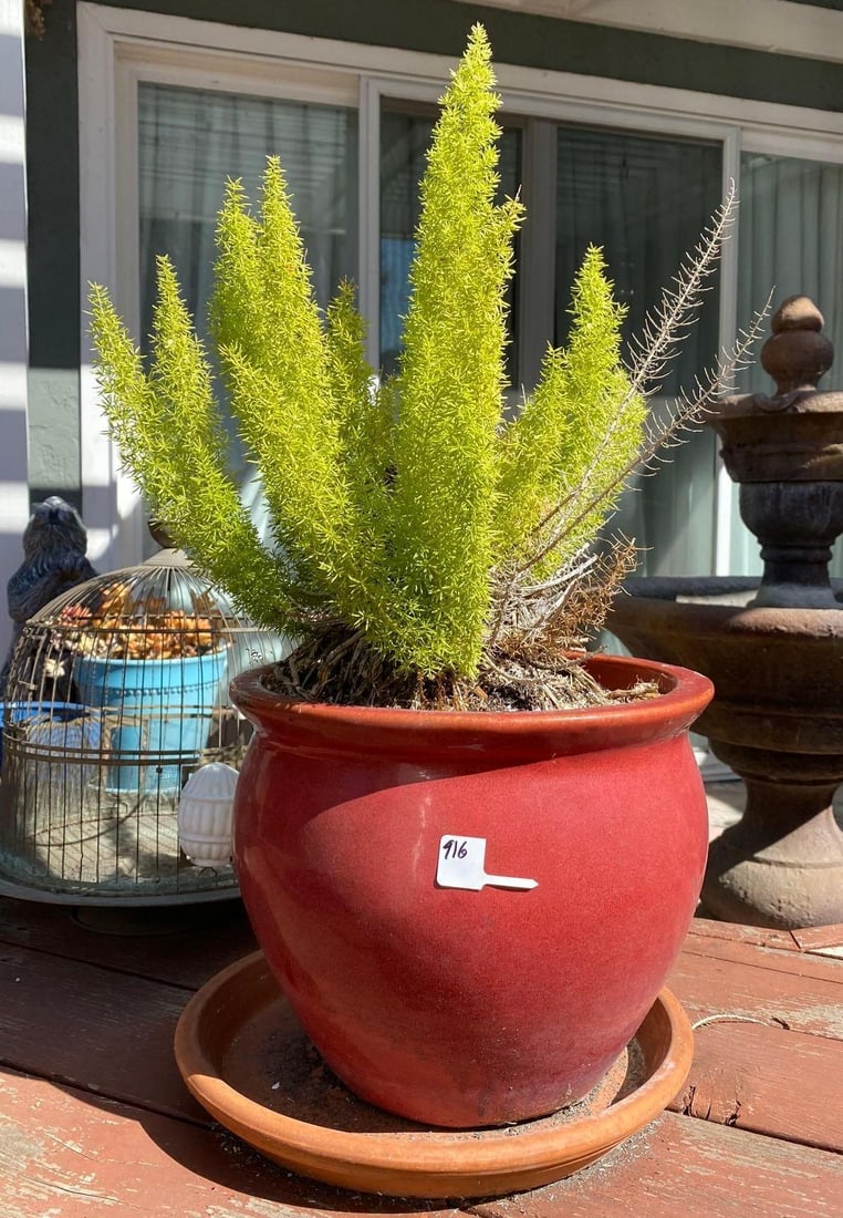 Ceramic Pot With Fox Tail Fern (1 of 1)
