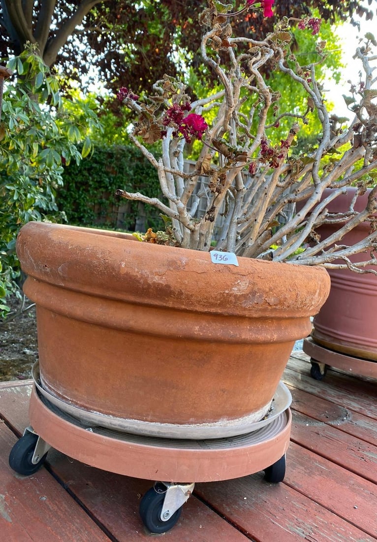 Large Terra-Cotta Pot With Plant Caddy (1 of 2)