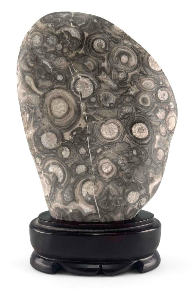 Scholar's Rock With Ammonite, Orthoceras, And Other Fossils: Scholar's Rock With Ammonite, Orthoceras, And Other Fossils. Approximately 11.0H x 7.5W x 3.5D in. (Including base).