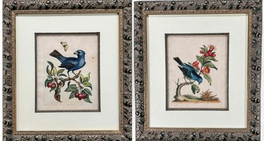 George Edwards, Two Original 18th Century Hand Colored Copperplate Bird Engravings