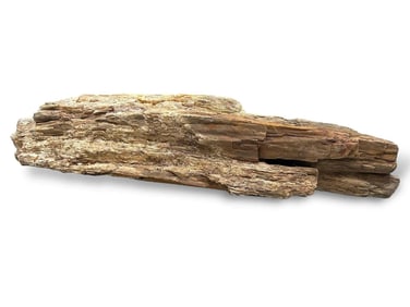 Large Petrified Wood Specimen, Approximately 75lbs