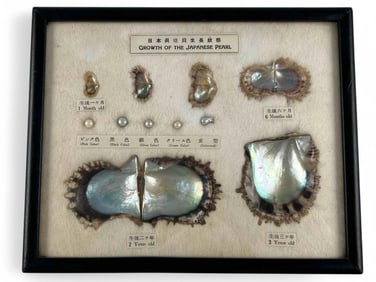 Growth Of A Japanese Cultured Pearl Framed Display