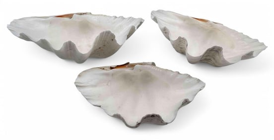 Three Graduated Giant Clam Shell Specimens