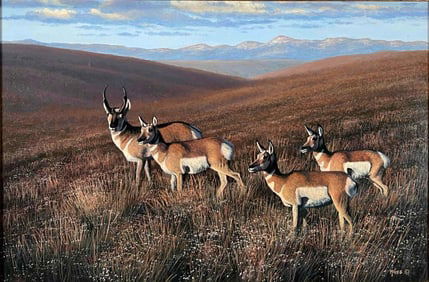 Jim McGee (American, 20th C.), American Pronghorn Antelope, Oil On Board