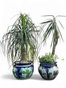 Two Mexican Talavera Planters With Ponytail Palms