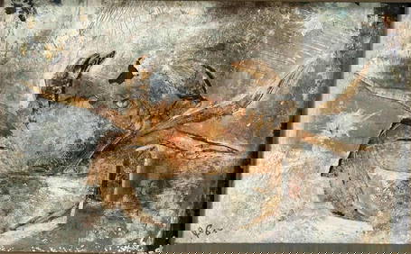 Painting Of A Crab, Modernist School, Oil On Board (1 of 13)