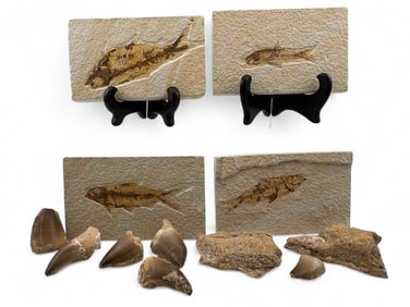 Collection Of Fossils, Including Mausosaur Teeth