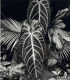 Brett Weston (1911-1993), Leaf Cluster, Hilo, Hawaii, 1978, Gelatin Silver Print