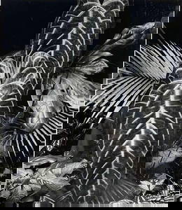 Brett Weston (1911-1993), Leaf Cluster, Hilo, Hawaii, 1978, Gelatin Silver Print