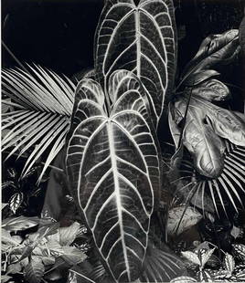 Brett Weston (1911-1993), Leaf Cluster, Hilo, Hawaii, 1978, Gelatin Silver Print: Brett Weston (1911-1993), Leaf Cluster, Hilo, Hawaii, 1978, Silver Gelatin Silver Print. Signed and dated on mount. As framed approximately 22.25H x 18.25W x 1.125D in. Sight approximately 11.75H x 10