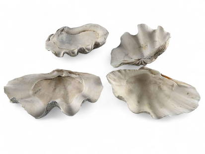 Four Graduated Giant Clam Shells: Four Graduated Giant Clam Shells. Largest approximately 10.75L x 6.76DW x 3.5H in. Smallest approximately 9.5L x 5.125W x 3.0H in.