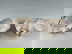 item-210557604=6