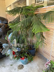 Three Large Potted Plants Including Norfolk Pine