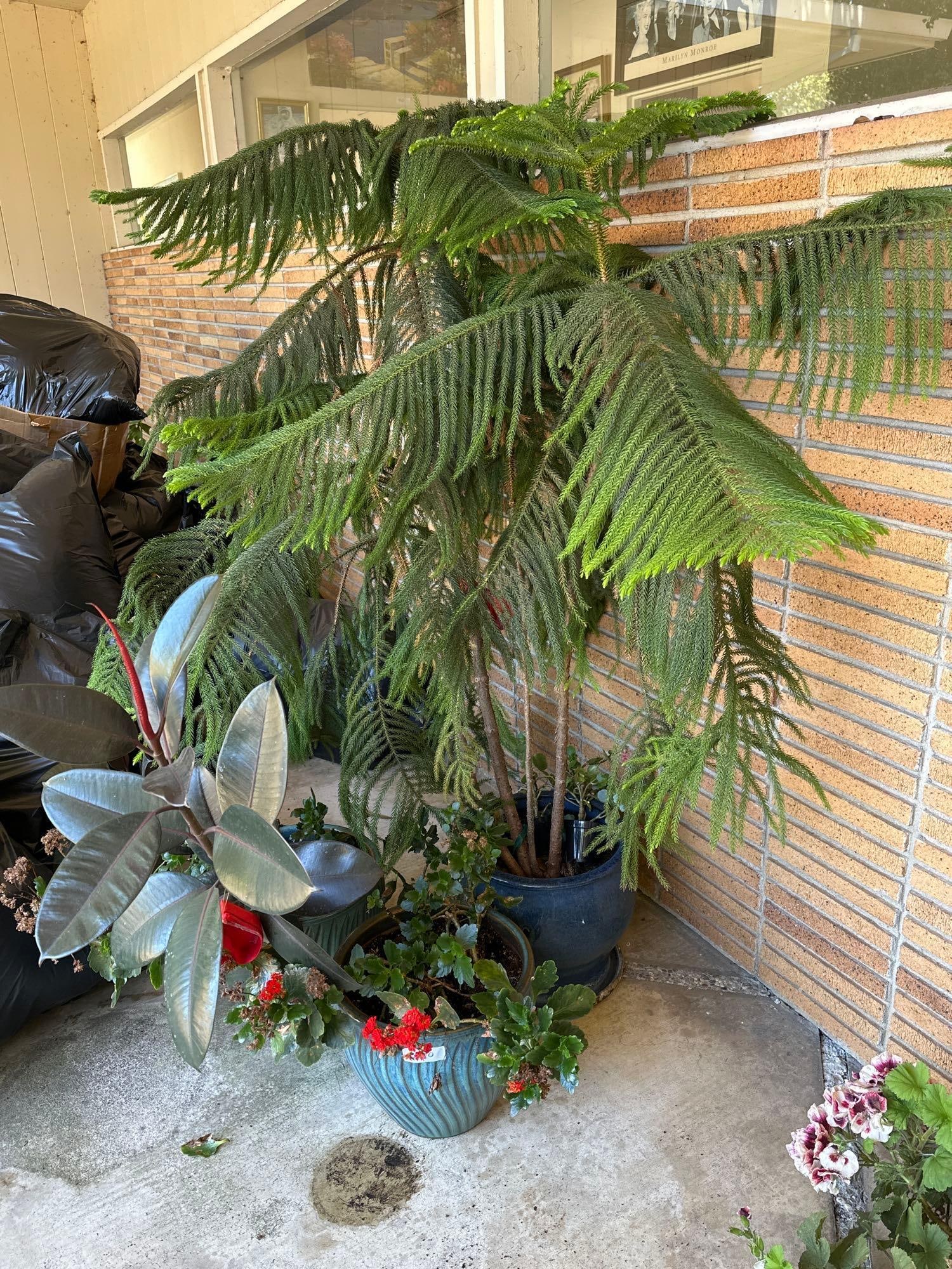 Three Large Potted Plants Including Norfolk Pine (1 of 4)