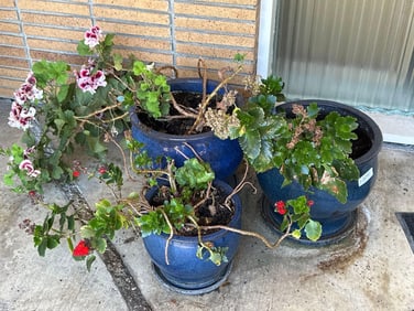 Three Blue Ceramic Pots With Geraniums & Succulents