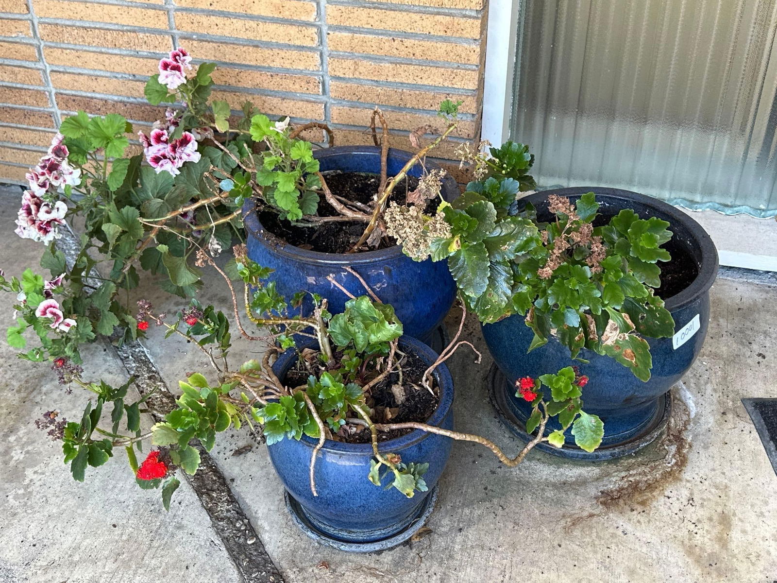 Three Blue Ceramic Pots With Geraniums & Succulents (1 of 1)