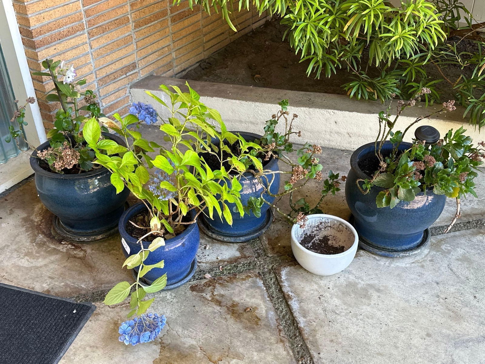 Four Ceramic Pots And Plants: Four ceramic pots and plants. No shipping available for this lot. Local pickup only.