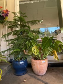 Two Potted Outdoor Plants.