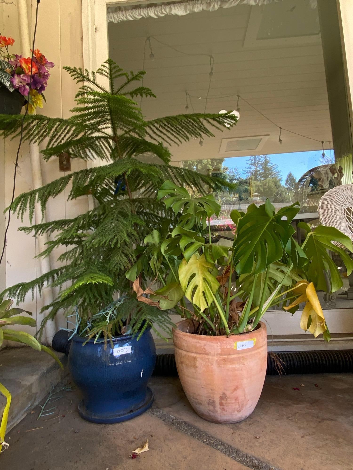 Two Potted Outdoor Plants.: No shipping on this itemTwo potted outdoor plants.