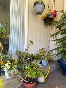 10 Outdoor Potted Plants Including Succulents, Bromeliads
