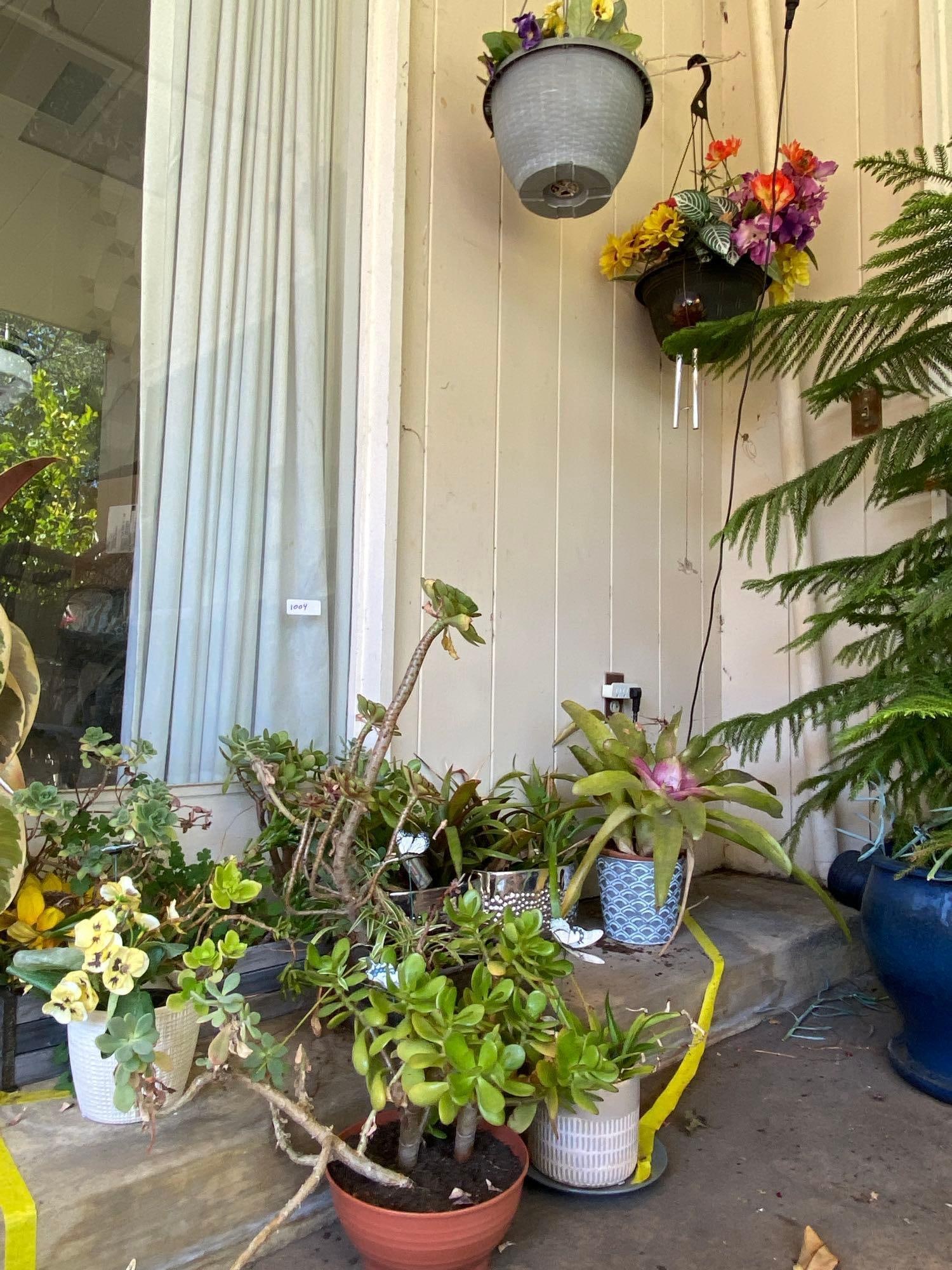 10 Outdoor Potted Plants Including Succulents, Bromeliads (1 of 5)