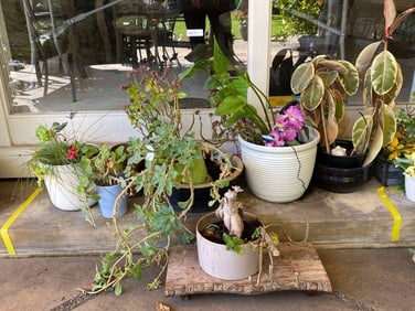 10 Outdoor Potted Plants Including Succulents