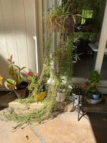 6 Potted Plants Including Geraniums, String Of Bananas